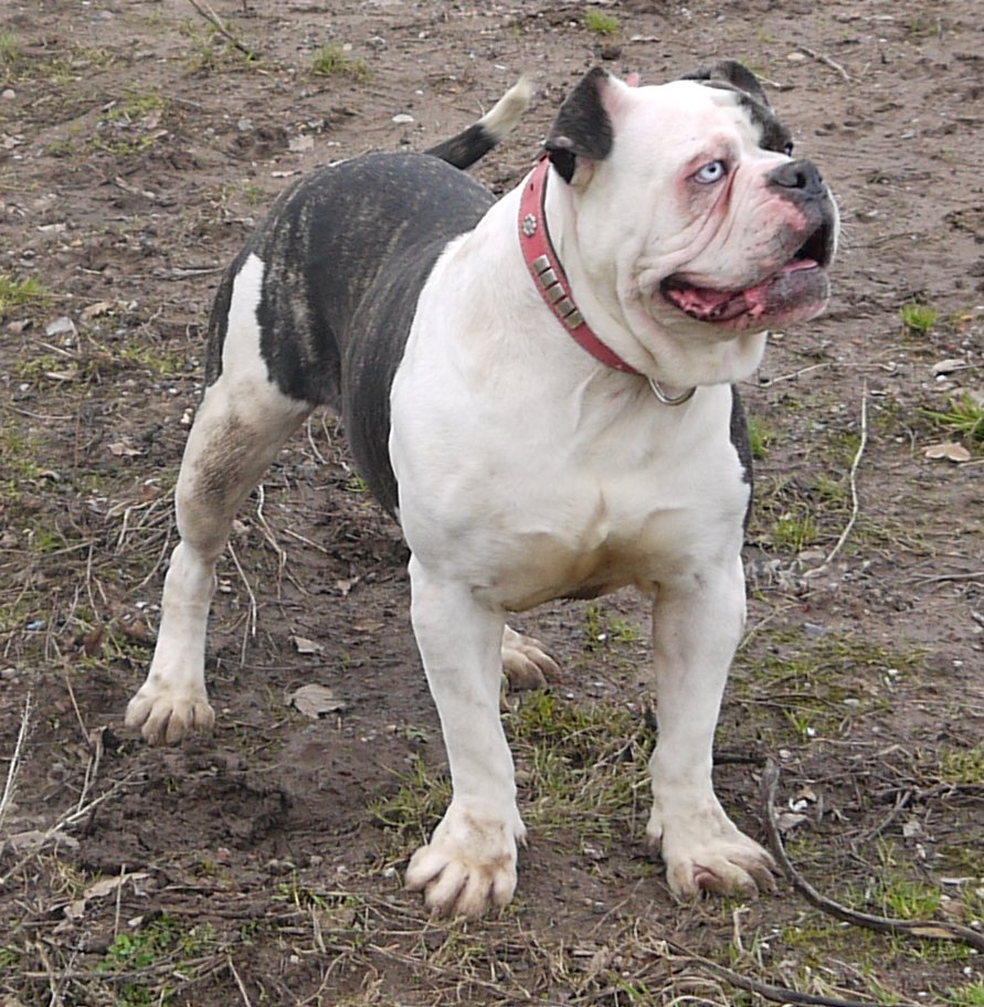 Image of Alapaha Blue Blood Bulldog