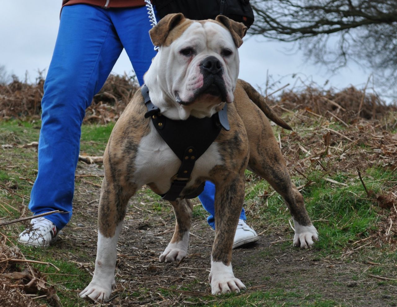 Image of Alapaha Blue Blood Bulldog