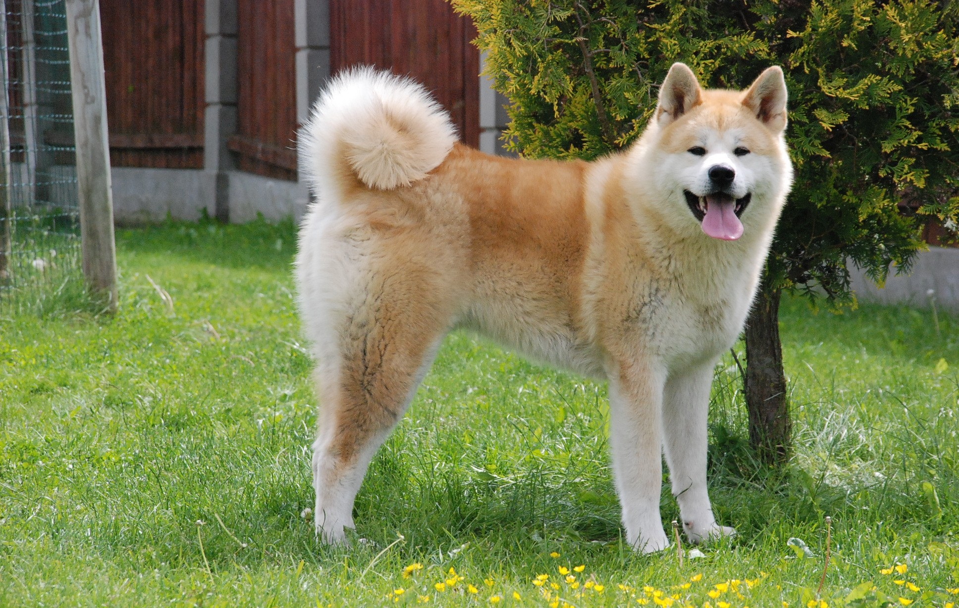 Image of Akita