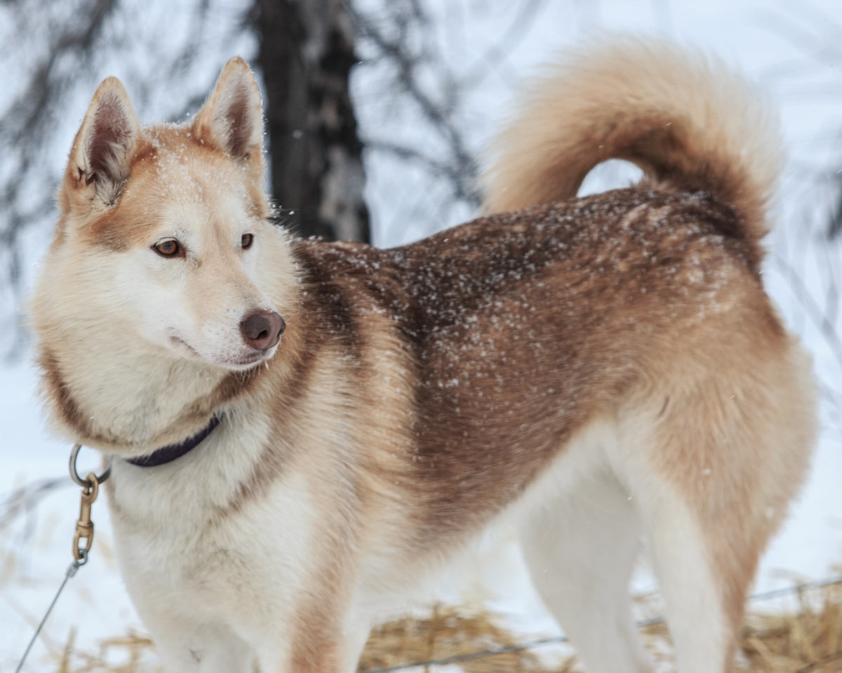 Image of Alaskan Husky