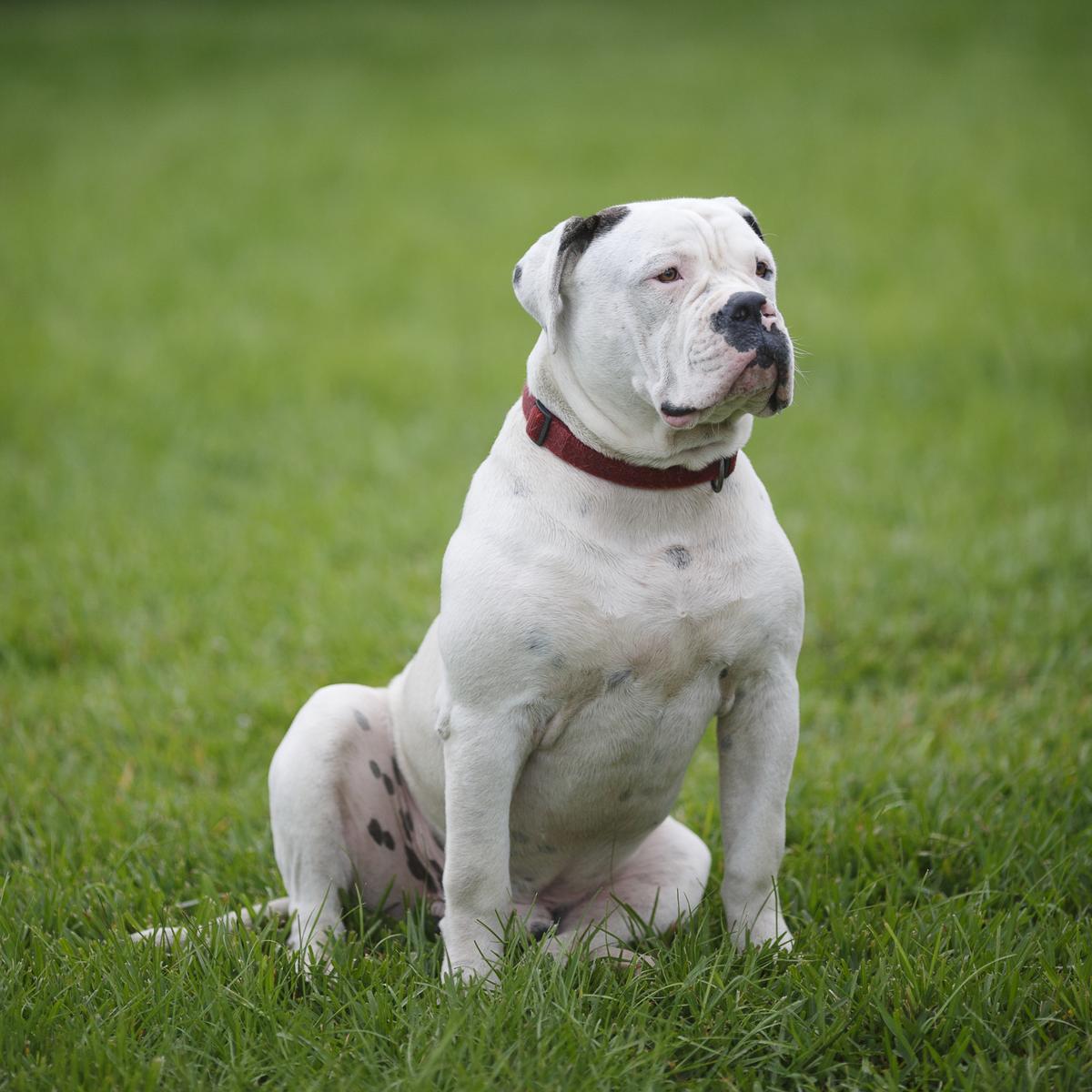 Image of American Bulldog