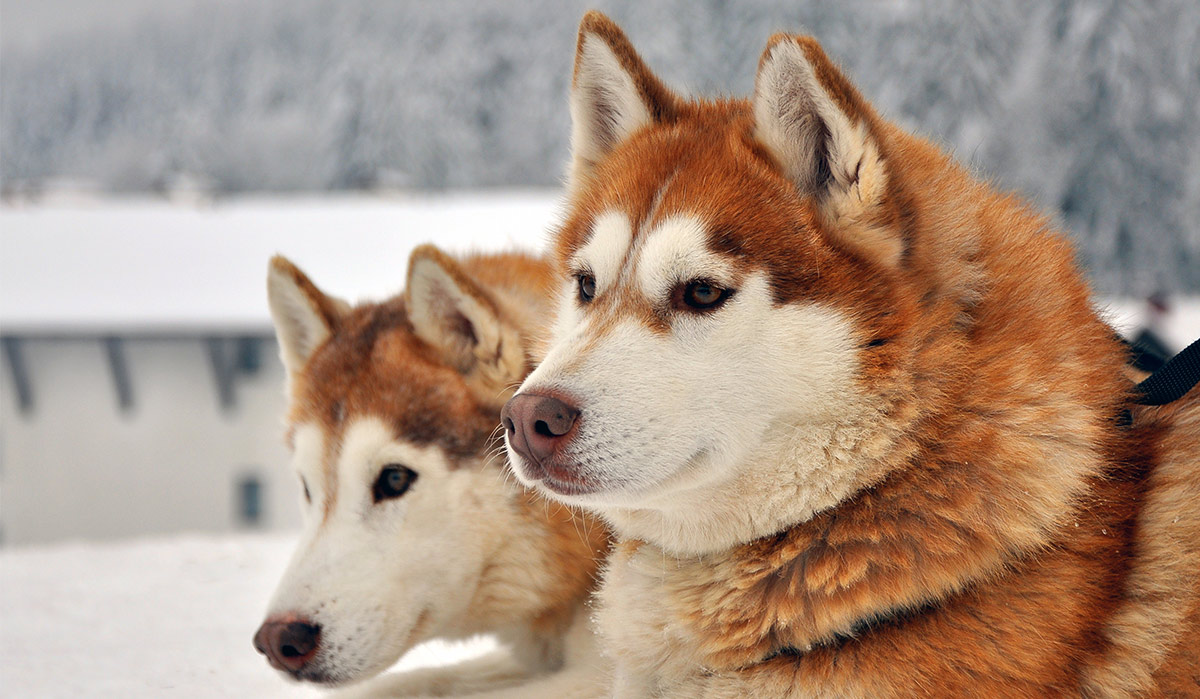 Image of Alaskan Husky