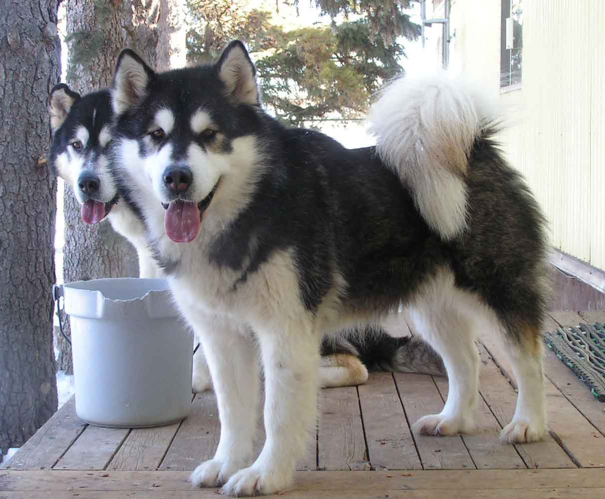 Image of Alaskan Malamute