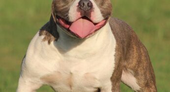 American Bully