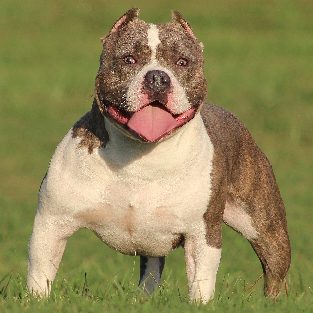 Image of American Bully