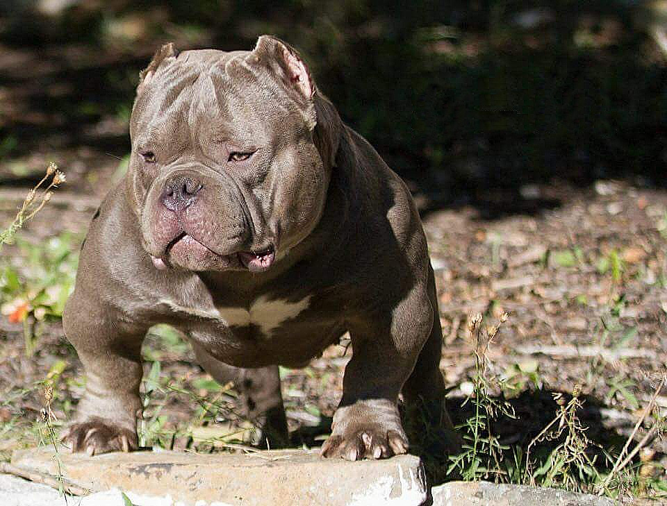 Image of American Bully