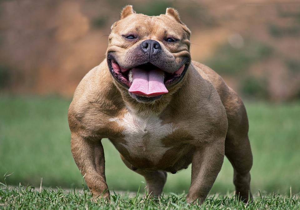 Image of American Bully