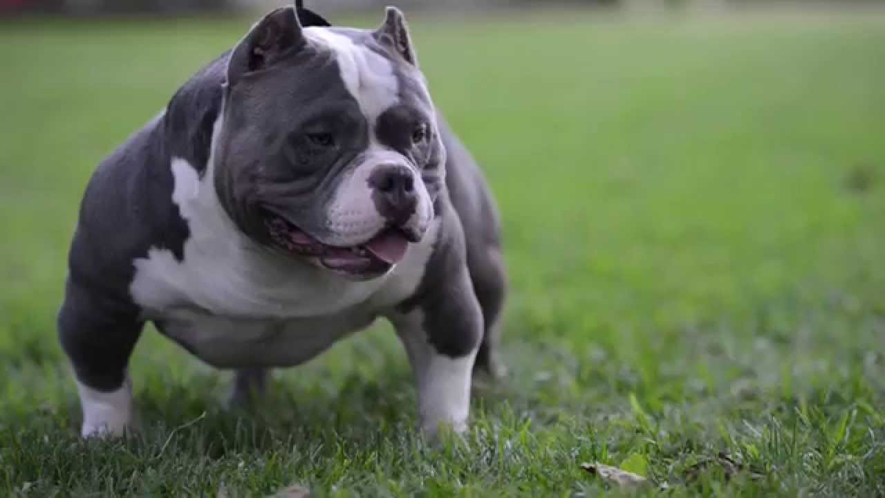 Image of American Bully