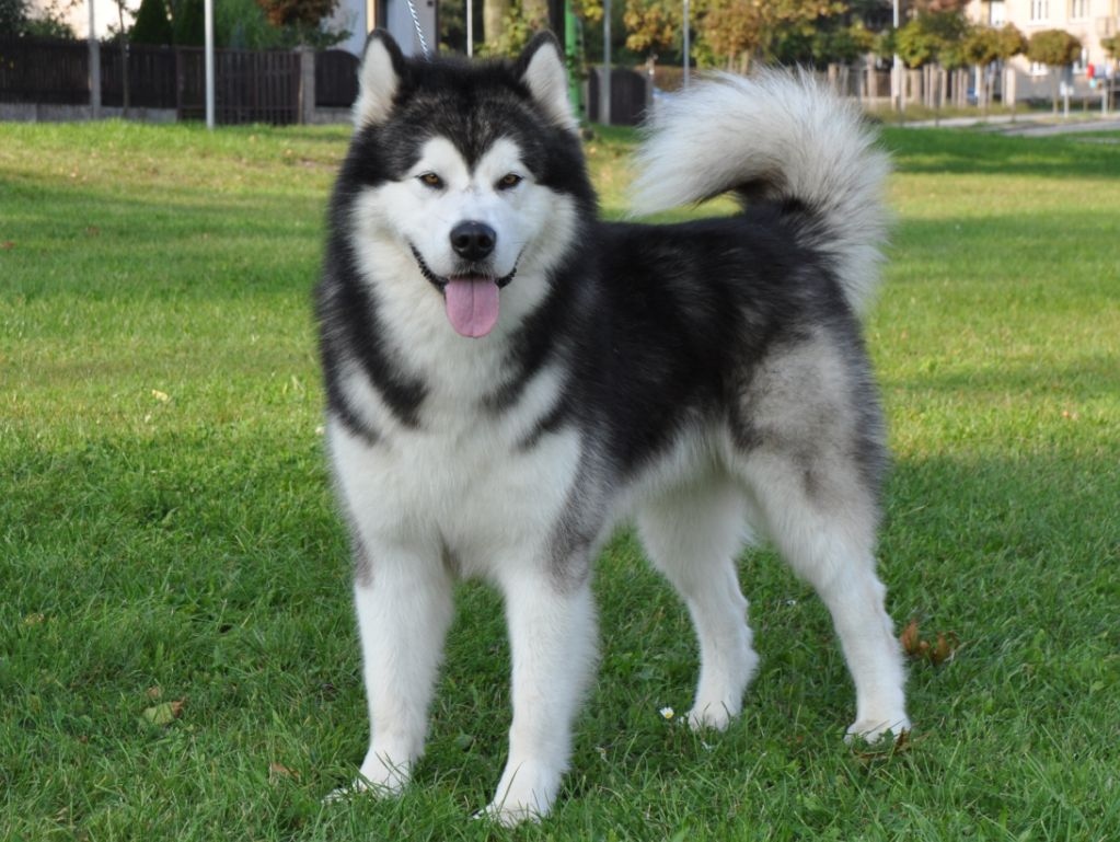 Image of Alaskan Malamute