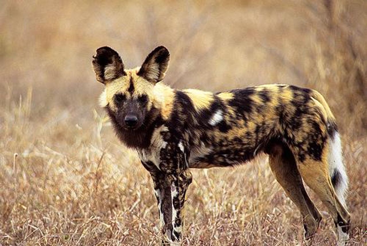 African Hunting Dog