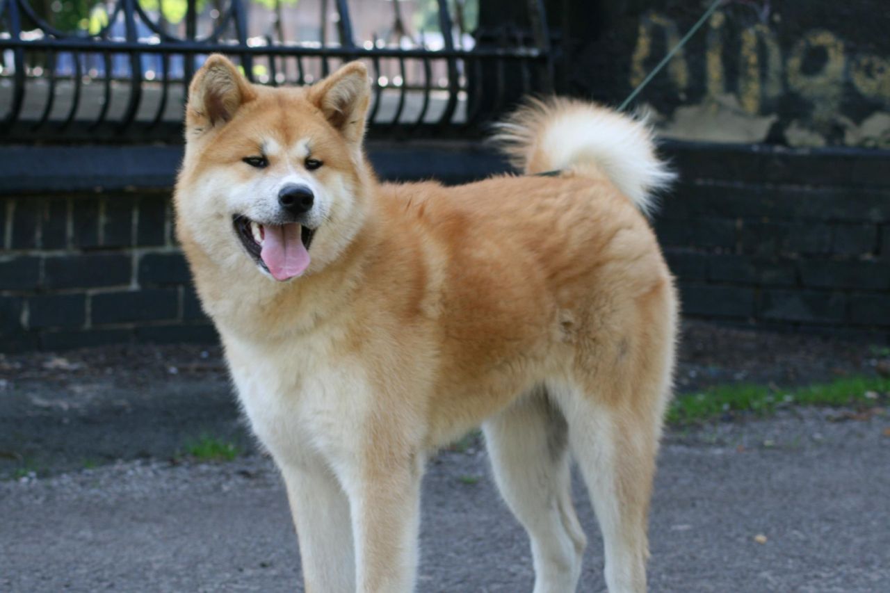 Akita