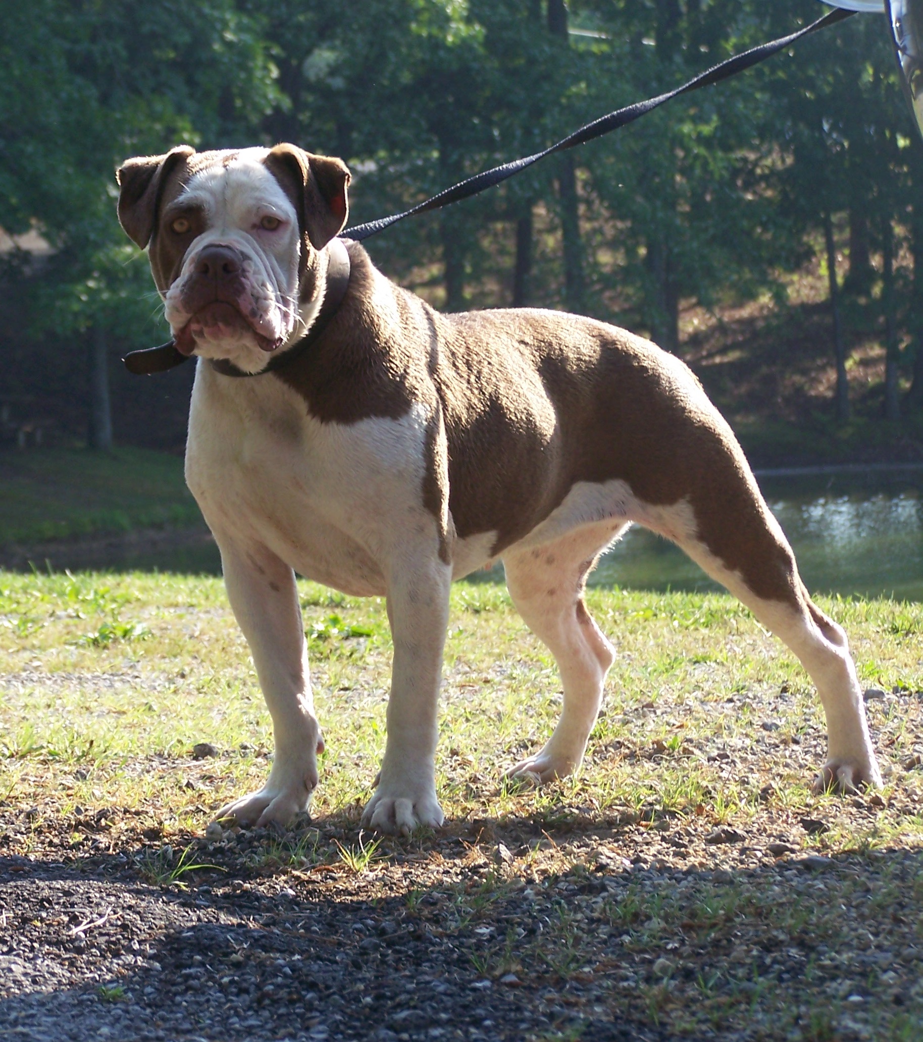 Alapaha Blue Blood Bulldog