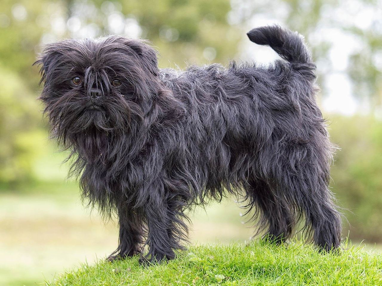 Affenpinscher