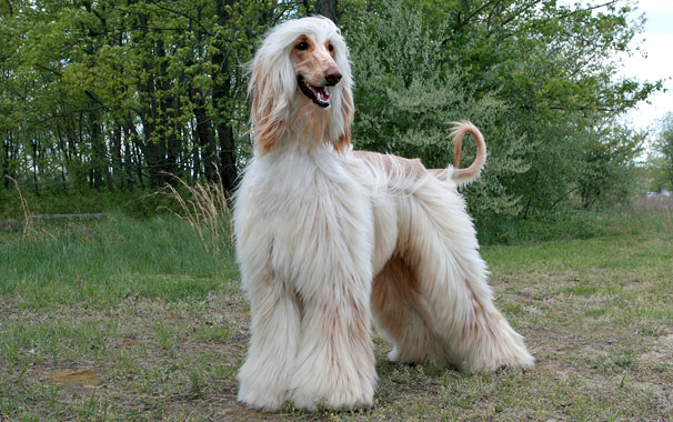 Afghan Hound