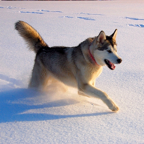 Alaskan Husky