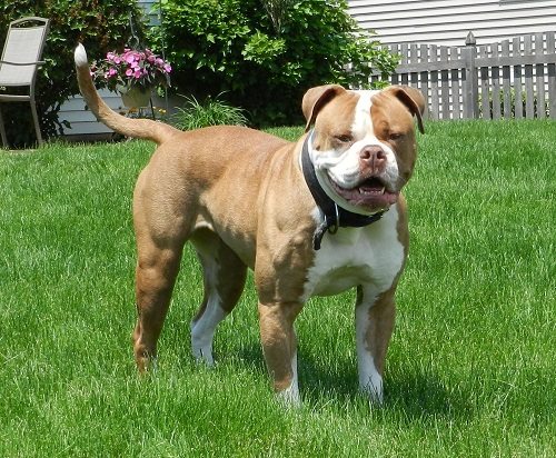 Image of American Bulldog