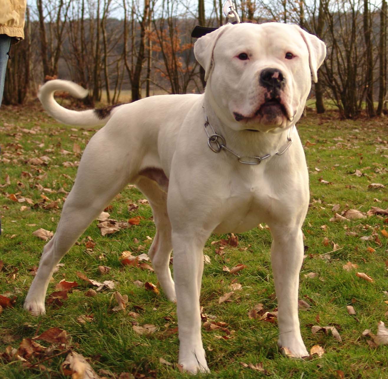 Image of American Bulldog