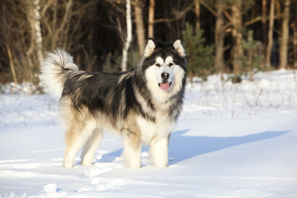 Image of Alaskan Malamute