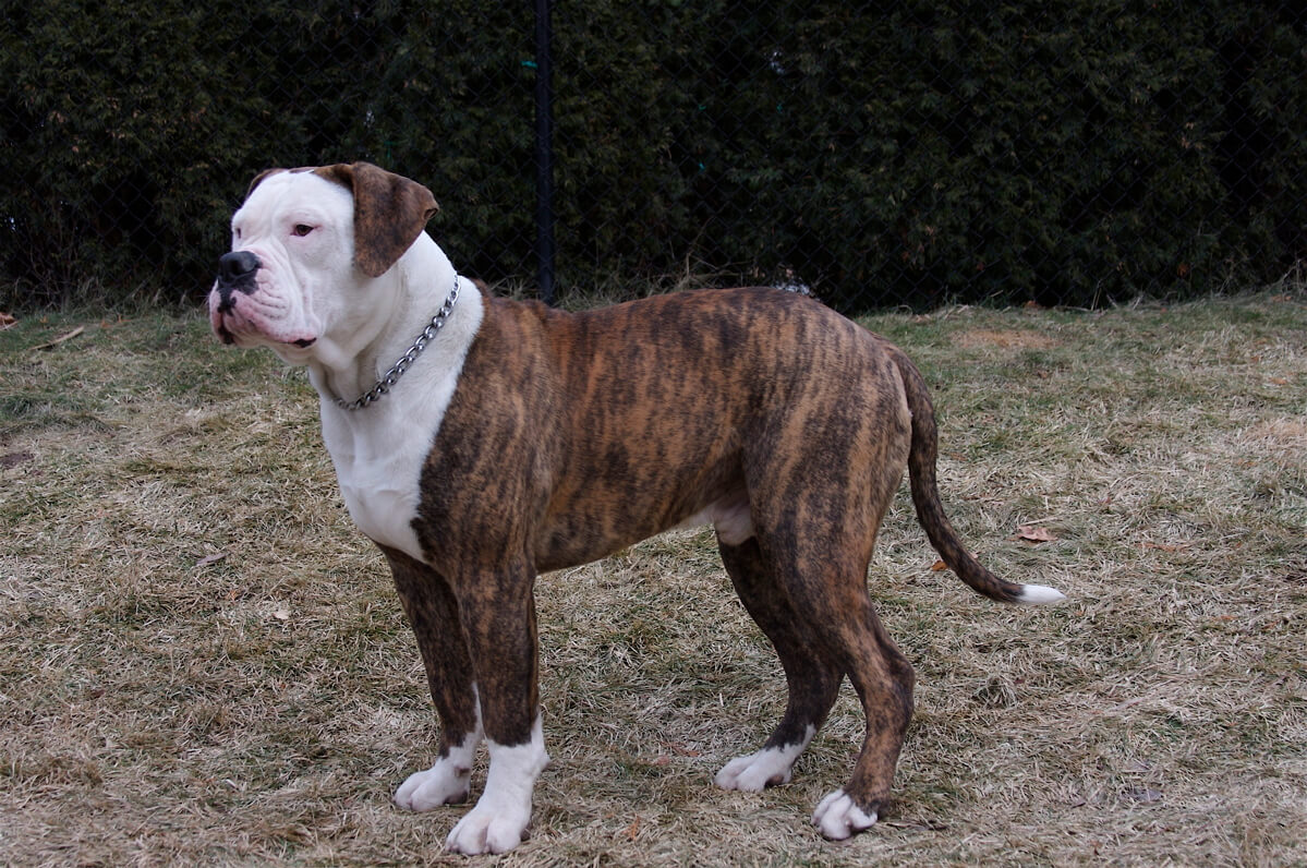 Image of American Bulldog