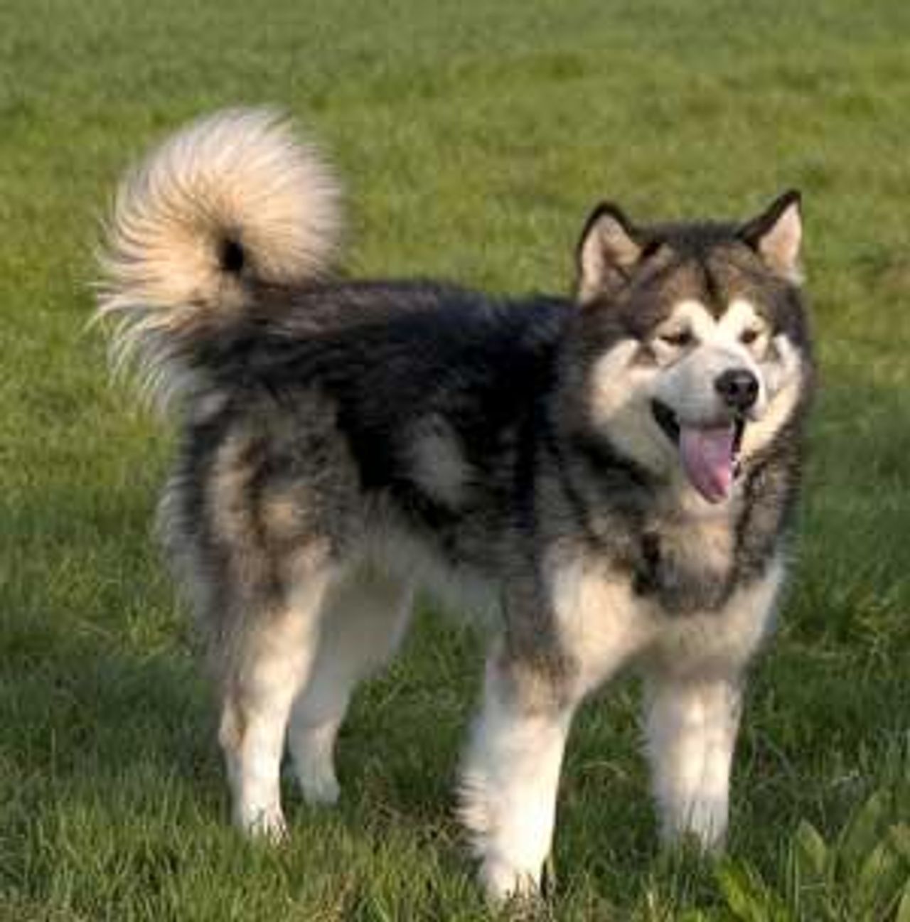 Image of Alaskan Malamute