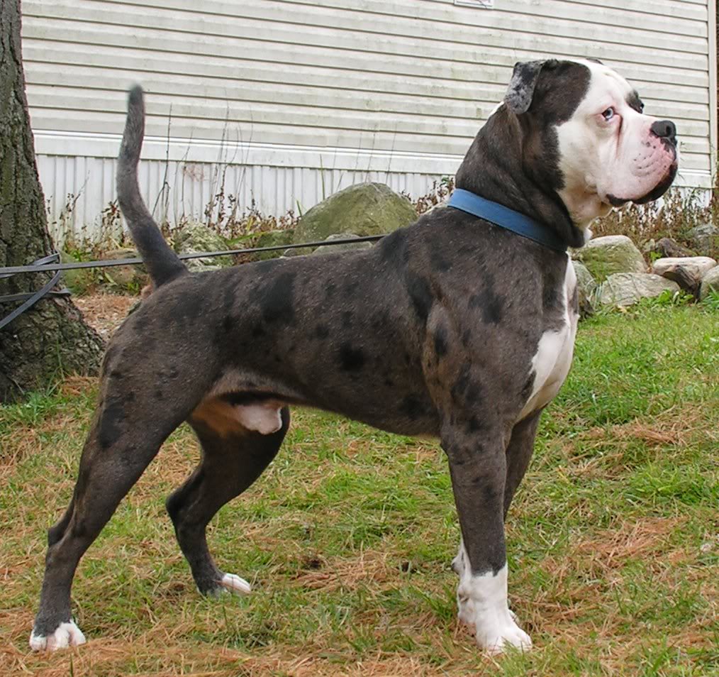 Image of Alapaha Blue Blood Bulldog