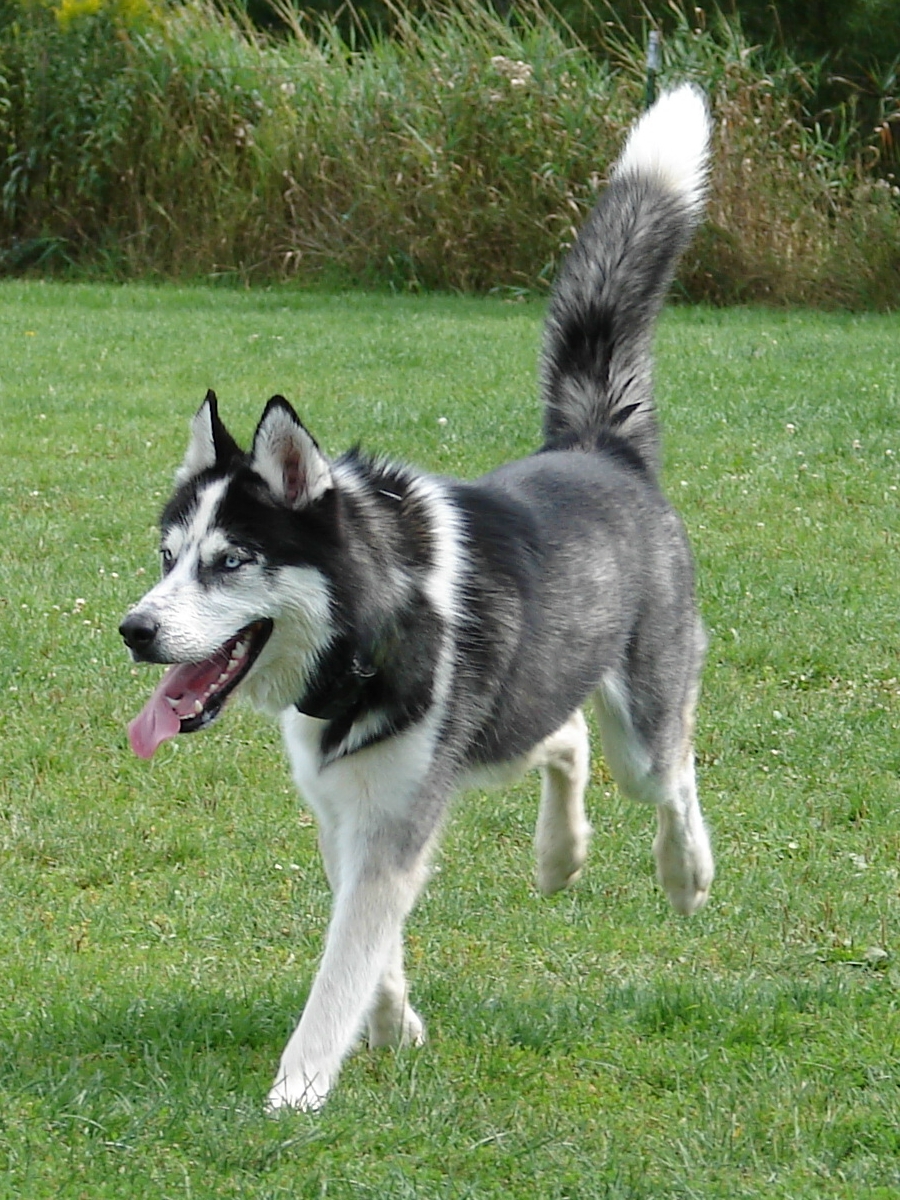 Image of Alaskan Husky