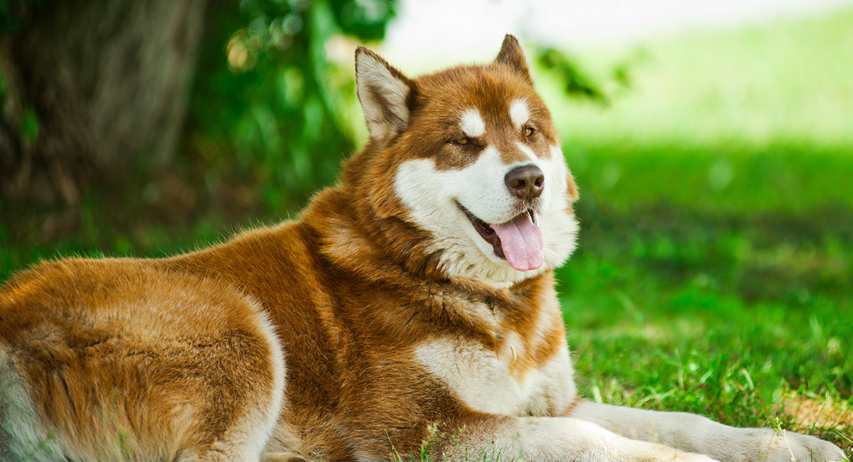 Image of Alaskan Husky